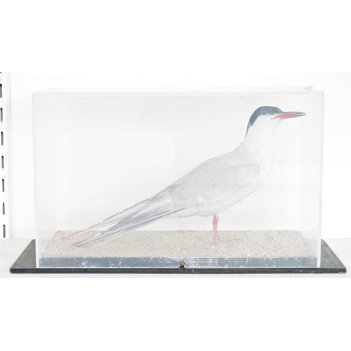 191 - Cased taxidermy Arctic Tern (Sterna paradisaea), modelled standing on a sandy base, within perspex a... 