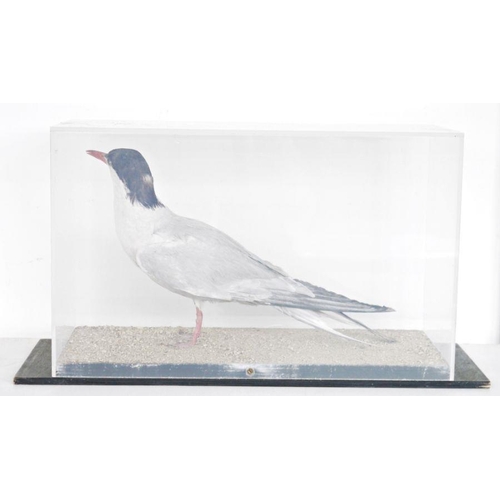 191 - Cased taxidermy Arctic Tern (Sterna paradisaea), modelled standing on a sandy base, within perspex a... 