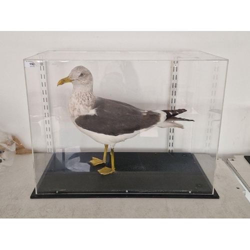 192 - Large cased taxidermy gull, modelled standing within a perspex and black painted stand, 43cm high x ... 