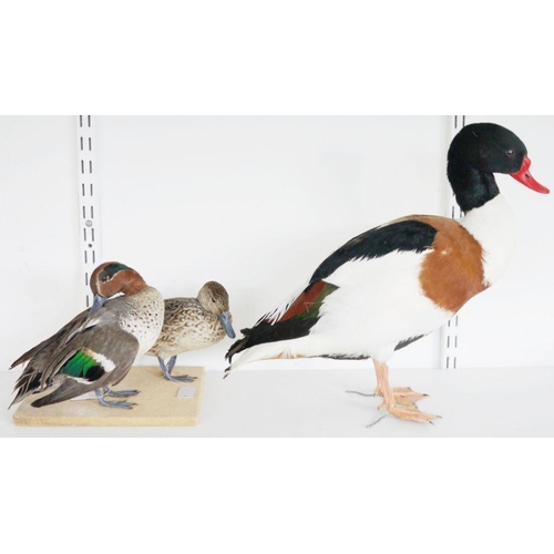 193 - Taxidermic Common Shelduck (Tadorna tadorna), modelled freestanding, 36cm high x 36cm wide and two E... 