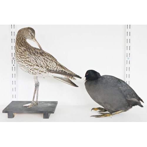 194 - Taxidermy Eurasian Curlew (Numenius arquata), modelled freestanding on a black painted wooden base, ... 