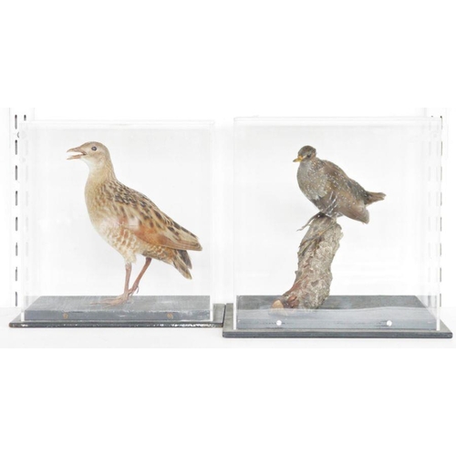 195 - Cased taxidermy Spotted Crake (Porzana porzana), modelled perched on a branch and a Corn Crake (Crex... 