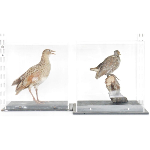 195 - Cased taxidermy Spotted Crake (Porzana porzana), modelled perched on a branch and a Corn Crake (Crex... 