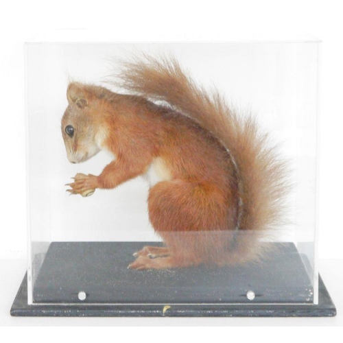 196 - Cased taxidermy Eurasian Red Squirrel (Sciurus vulgaris), modelled with a nut in its paws, in a pers... 