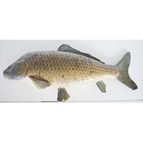 198 - Taxidermy Common/European Carp (Cyprinus carpio), uncased, 54.5cm long