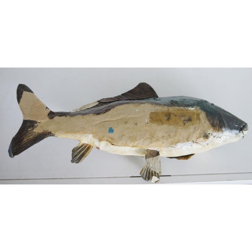 198 - Taxidermy Common/European Carp (Cyprinus carpio), uncased, 54.5cm long