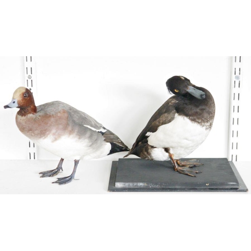 200 - Taxidermy Northern shoveler (Spatula clypeata), modelled freestanding, 26cm high, a taxidermy Tufted... 