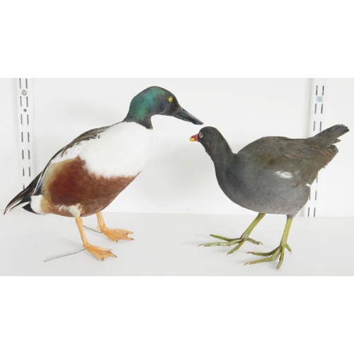 200 - Taxidermy Northern shoveler (Spatula clypeata), modelled freestanding, 26cm high, a taxidermy Tufted... 