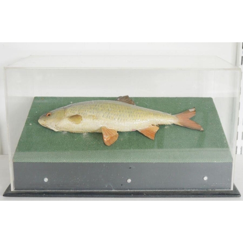 203 - Two cased taxidermy fish, the first a Pike Perch (Sander lucioperca) and another, perhaps a Chub (Sq... 