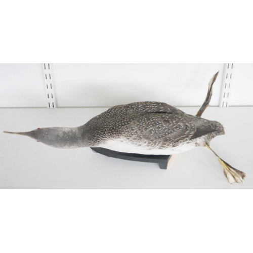 204 - Red throated diver (Gavia stellata), in winter plumage model diving on a painted wooden stand, 57cm ... 