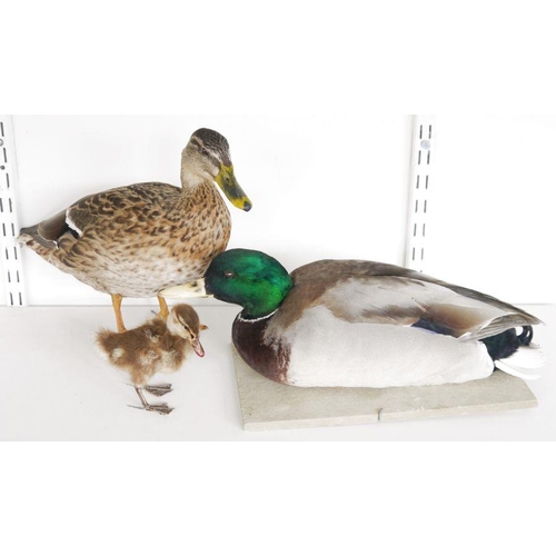 207 - Three taxidermy ducks and a duckling, two Mallards (Anas platyrhynchos), one freestanding the other ... 