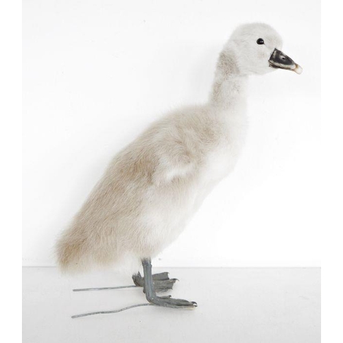 208 - Taxidermy swan cygnet (Cygnus olor) model freestanding, 31cm high approx.