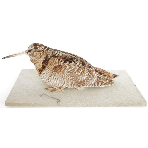 210 - Taxidermy Eurasian Woodcock (Scolopax rusticola) modelled seated on a base, 30.5cm long overall