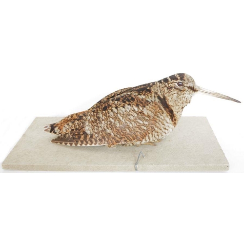 210 - Taxidermy Eurasian Woodcock (Scolopax rusticola) modelled seated on a base, 30.5cm long overall