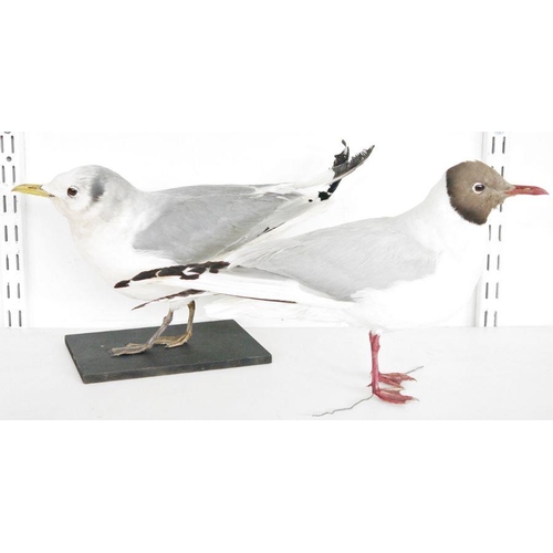 212 - Two taxidermy Black Headed Gulls (Chroicocephalus ridibundus), one model freestanding, the other sta... 