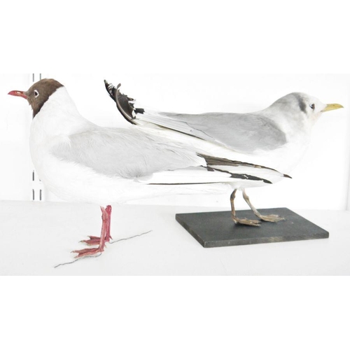 212 - Two taxidermy Black Headed Gulls (Chroicocephalus ridibundus), one model freestanding, the other sta... 