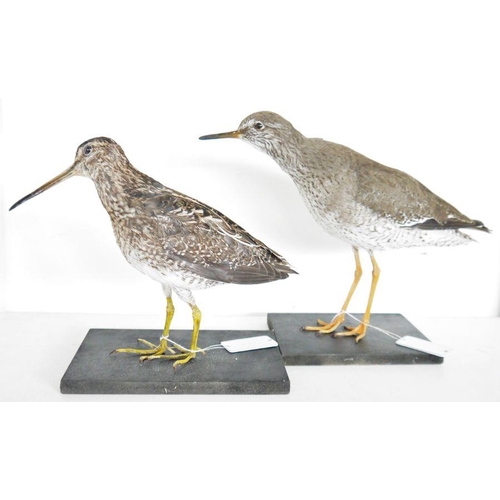 214 - Taxidermy Common Snipe (Gallinago gallinago) model standing on black painted wooden base, together w... 