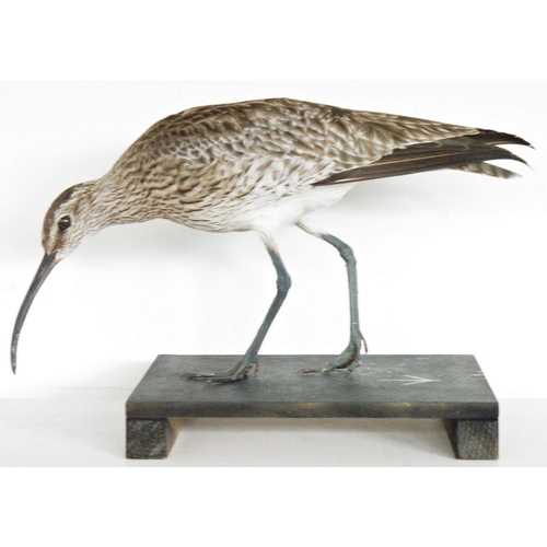 215 - Taxidermy Eurasian Whimbrel (Numenius phaeopus) modelled standing on a black painted base, 28cm long... 