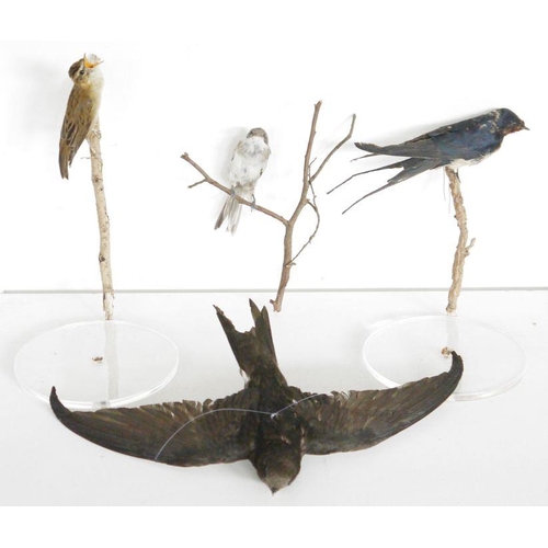 216 - Eight taxidermy birds comprising two yellow wagtails (Motacilla flava) on painted wooden bases, a Pi... 