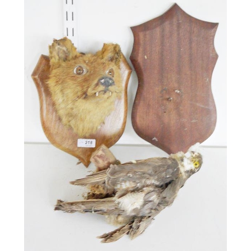 218 - Taxidermy oak mounted Fox's Head, 25.5cm high, together with a taxidermy Bird of Prey perched on a m... 