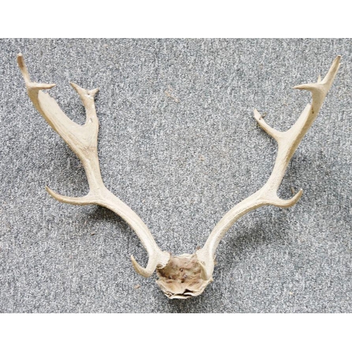 221 - Set of nine pointed antlers, 58cm high approx.