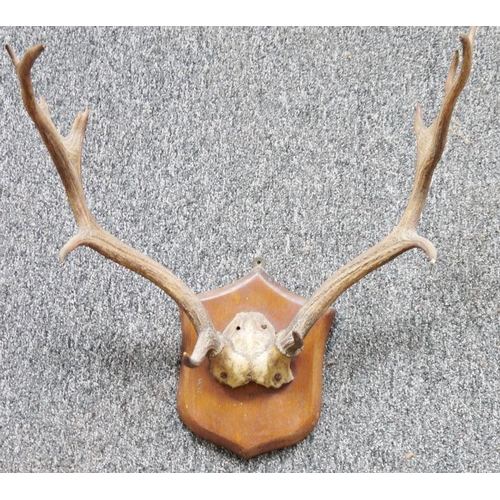 222 - Set of oak mounted seven point antlers, on shield-shaped wall mounts, 50cm wide x 58cm high approx.