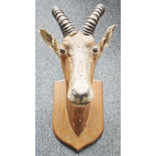 229 - Taxidermy Ibex antlers on shield-shaped oak wall mount, 84cm high