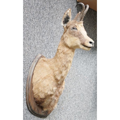 231 - Taxidermy Chamois (Rupicapra rupicapra) on a stained wood mount, 59cm high overall including mount