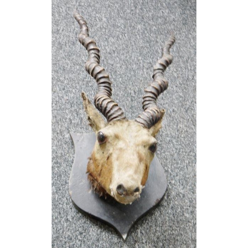 232 - Taxidermy Antelope's head with a pair of spirally ridged horns on a stained oak shield-shaped wall m... 