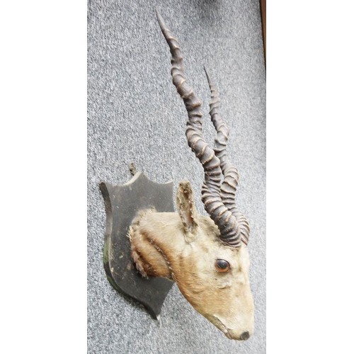 232 - Taxidermy Antelope's head with a pair of spirally ridged horns on a stained oak shield-shaped wall m... 