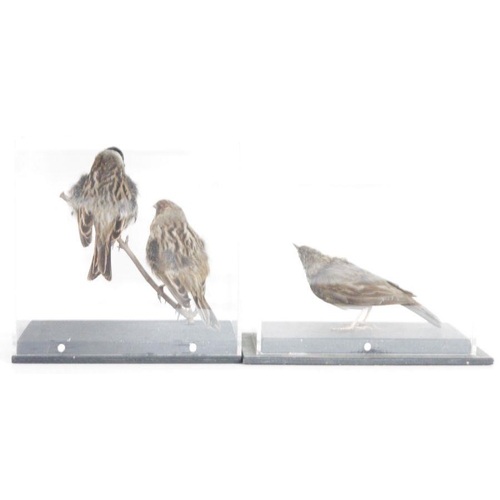 1261 - Cased taxidermy Garden Warbler (Sylvia borin), 21.3cm high x 24.5cm x 15.8cm, two taxidermy Common R... 