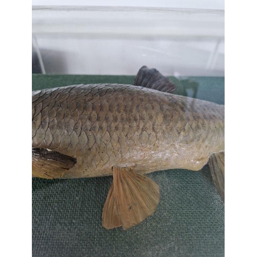 1275 - Cased taxidermy fish, perhaps a Chub (Squalius cephalus), mounted on a green fabric stand within per... 