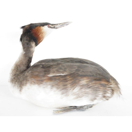 1277 - Red throated diver (Gavia stellata), in winter plumage model diving on a painted wooden stand, 57cm ... 