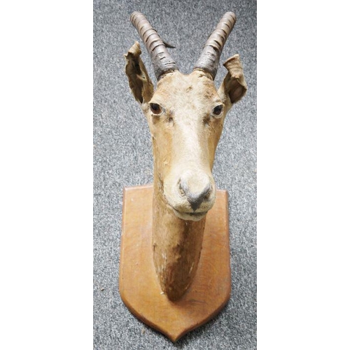 1296 - Ibex head and antlers, on shield-shaped oak wall mount, 87cm high overall