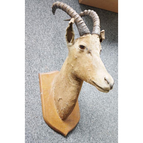 1296 - Ibex head and antlers, on shield-shaped oak wall mount, 87cm high overall