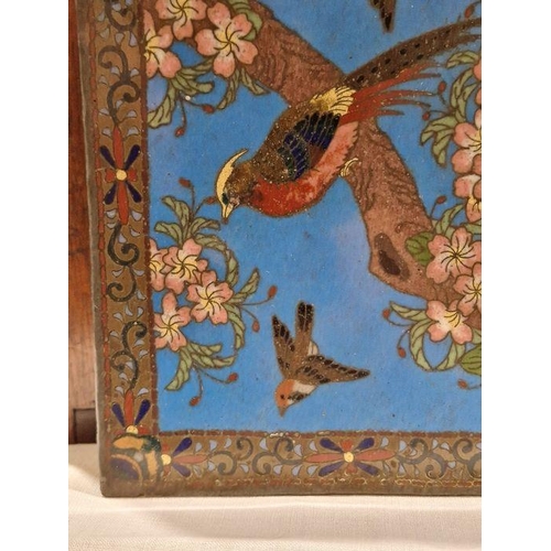 132 - Late 19th/early 20th century Chinese cloisonne panel, decorated with pheasants and other birds among... 