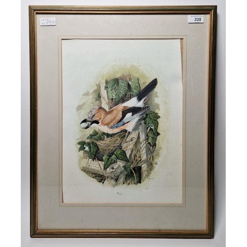 335 - B.C.W.
 Watercolour
 Study of a Jay next to a nest, with an egg in its beak, initialled and dated 19... 