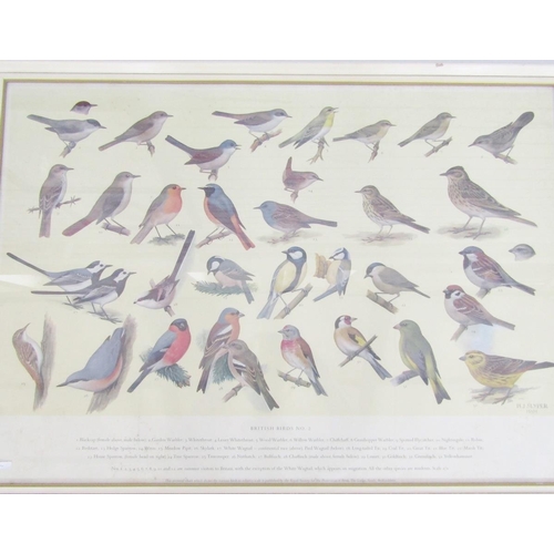 268 - Two RSPB bird identification posters, British Birds No.1 and No.2, with Ryman & Co Art Dealers label... 