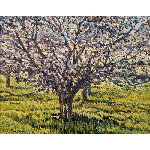 42 - Alan Cotton (b. 1936)
  Oil on canvas
 'Sunlit Orchard, Provence', signed lower left, titled verso, ... 