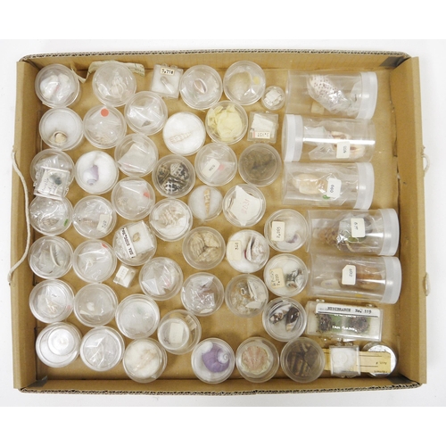 202 - Three trays of specimen seashells, the majority numbered and named