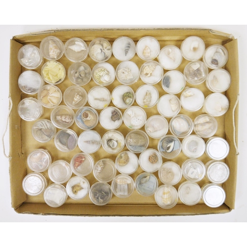 202 - Three trays of specimen seashells, the majority numbered and named