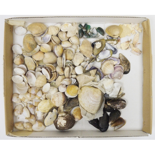 203 - Three trays of specimen seashells, the majority loose, some named and boxed including: Solecurtia, S... 