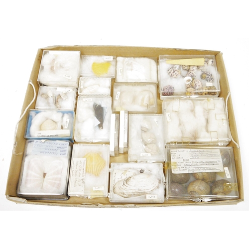 203 - Three trays of specimen seashells, the majority loose, some named and boxed including: Solecurtia, S... 