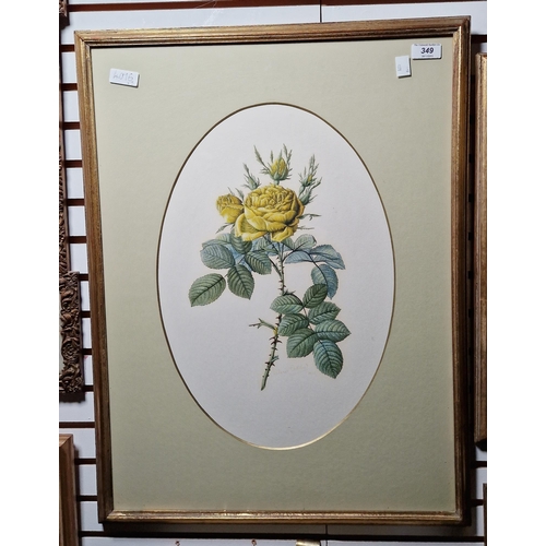 349 - Valerie Oakshott
 Watercolour
 Study of a yellow rose (copy of Redoute's Rosier des Parfumes) signed... 