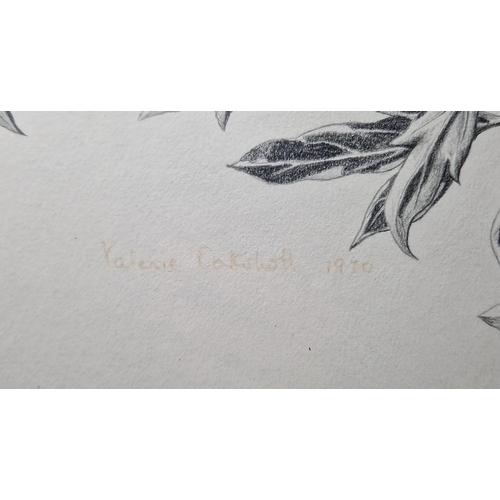 349 - Valerie Oakshott
 Watercolour
 Study of a yellow rose (copy of Redoute's Rosier des Parfumes) signed... 