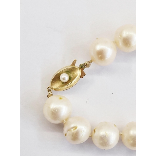 388A - String of large cream cultured pearls with gold-coloured clasp