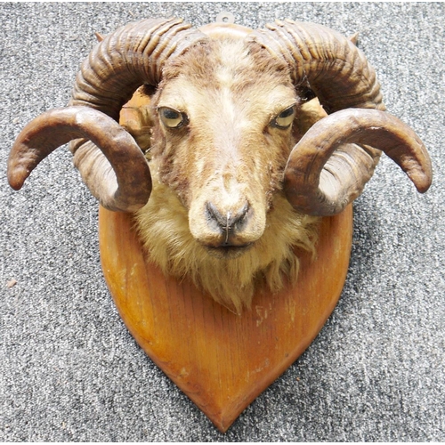 129 - Taxidermy ram's  head, on oak shield-shaped wall mount with two spiralling horns, 44cm high