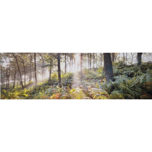 366 - Mike Shepherd
 Photographic print
 'Woodland Vision II', Artist's Proof, signed and titled in pencil... 