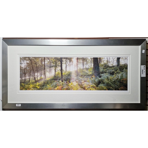 366 - Mike Shepherd
 Photographic print
 'Woodland Vision II', Artist's Proof, signed and titled in pencil... 