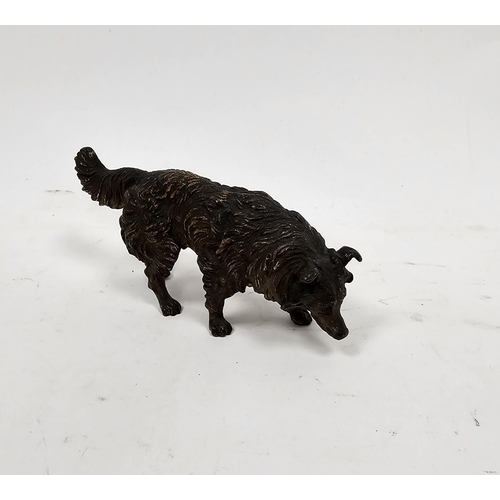 161 - Austrian cold painted bronze model of a rough coated collie, unmarked, 15cm long